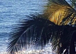 Palm trees and beach wedding - happy couple newly married in Mexico.