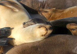 Galapagos snorkel & dive tours