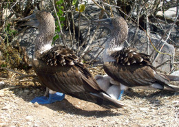 Galapagos