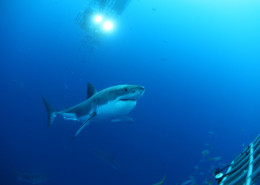 Great White Shark Diving