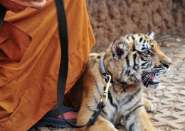 Tiger Temple, Thailand