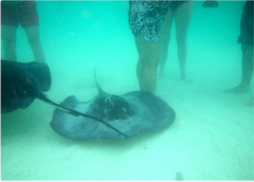 Stingray City - Antigua