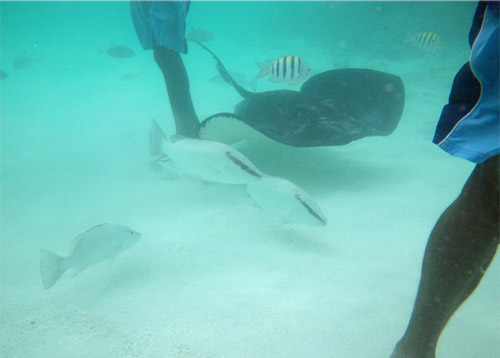 Stingray City - Antigua