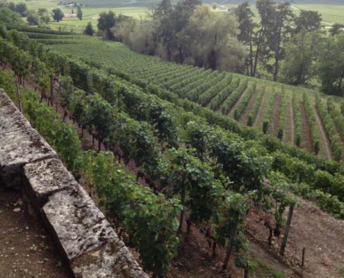 Plan a trip to Vineyard in France