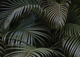 Close-up of lush green palm fronds overlapping in a tropical garden at Dreams Bahia Mita in Mexico, highlighting the natural greenery surrounding the destination wedding resort.