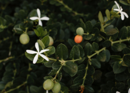 Close-up of delicate white star-shaped flowers, small green and orange berries, and glossy tropical leaves growing in the lush gardens at Dreams Bahia Mita resort in Mexico.